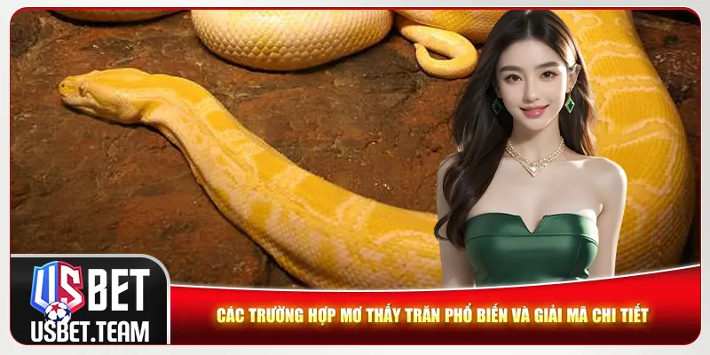 Các trường hợp mơ thấy trăn phổ biến và giải mã chi tiết Các trường hợp mơ thấy trăn phổ biến và giải mã chi tiết