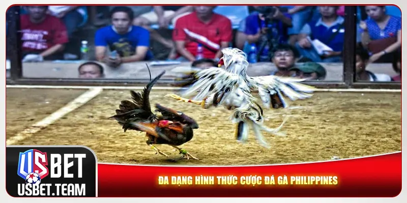 Đa dạng hình thức cược đá gà Philippines Đa dạng hình thức cược đá gà Philippines