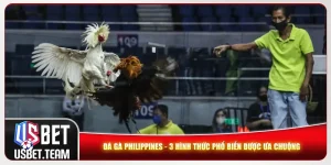 Đá Gà Philippines - 3 Hình Thức Phổ Biến Được Ưa Chuộng
