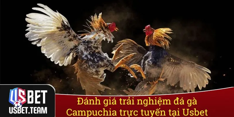 Đánh giá trải nghiệm đá gà Campuchia trực tuyến tại Usbet