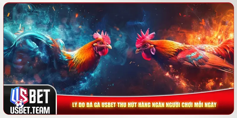 Lý do đá gà Usbet thu hút hàng ngàn người chơi mỗi ngày