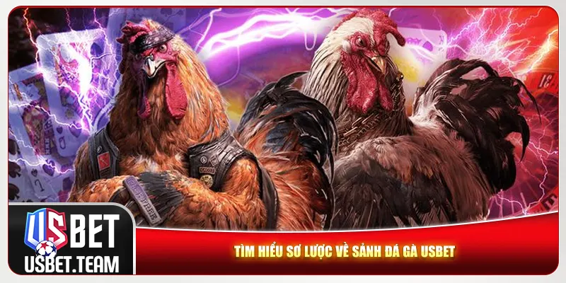 Tìm hiểu sơ lược về sảnh đá gà Usbet