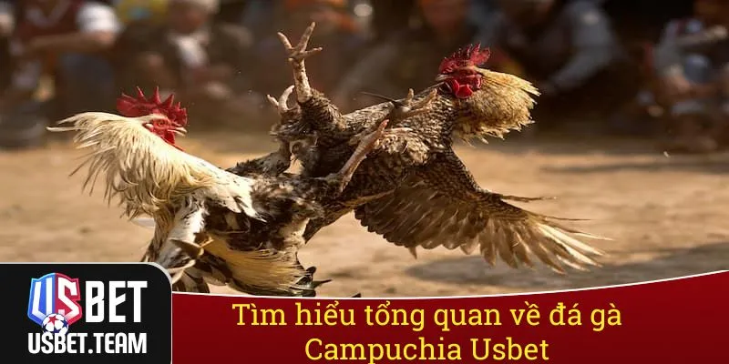 Tìm hiểu tổng quan về đá gà Campuchia Usbet