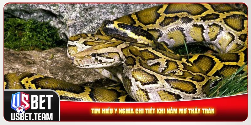 Tìm hiểu ý nghĩa chi tiết khi nằm mơ thấy trăn Tìm hiểu ý nghĩa chi tiết khi nằm mơ thấy trăn