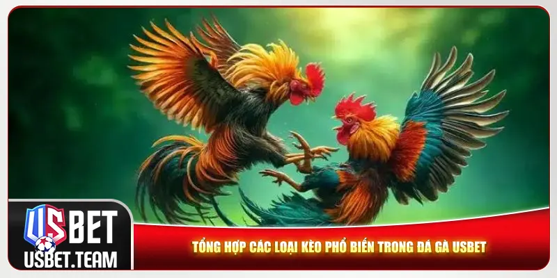 Tổng hợp các loại kèo phổ biến trong đá gà Usbet