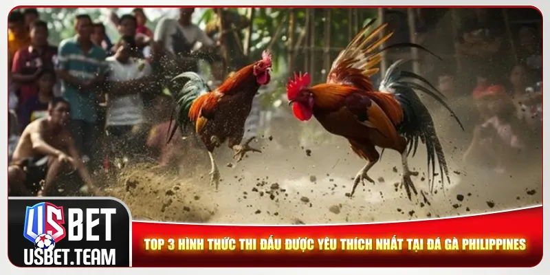 Top 3 hình thức thi đấu được yêu thích nhất tại đá gà Philippines Top 3 hình thức thi đấu được yêu thích nhất tại đá gà Philippines
