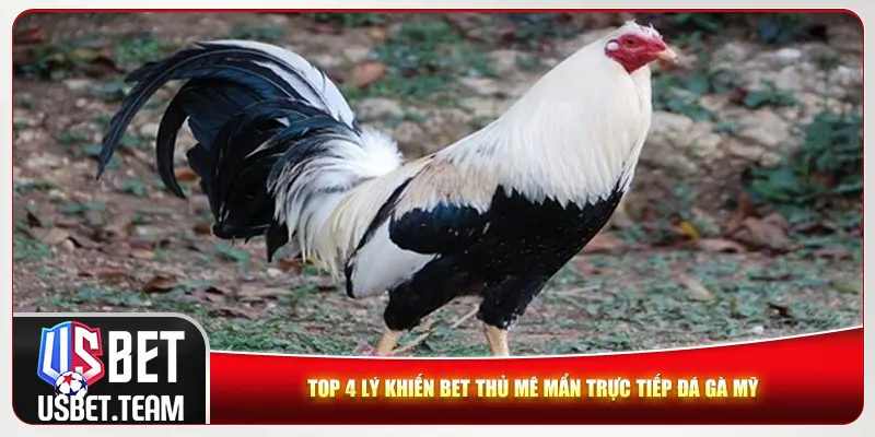 Top 4 lý khiến bet thủ mê mẩn trực tiếp đá gà Mỹ Top 4 lý khiến bet thủ mê mẩn trực tiếp đá gà Mỹ