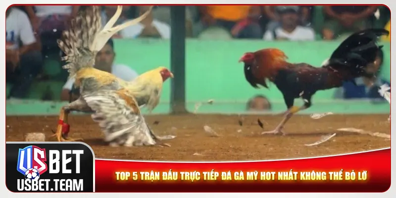 Top 5 trận đấu trực tiếp đá gà Mỹ hot nhất không thể bỏ lỡ Top 5 trận đấu trực tiếp đá gà Mỹ hot nhất không thể bỏ lỡ