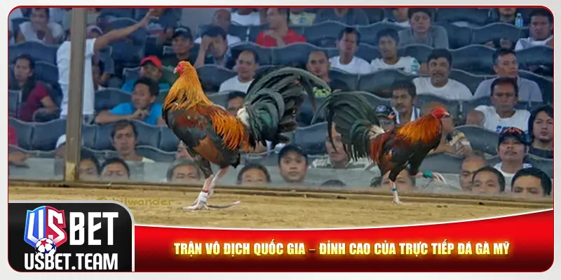 Trận vô địch quốc gia – Đỉnh cao của trực tiếp đá gà Mỹ Trận vô địch quốc gia – Đỉnh cao của trực tiếp đá gà Mỹ