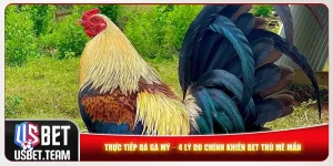 Trực Tiếp Đá Gà Mỹ – 4 Lý Do Chính Khiến Bet Thủ Mê Mẩn