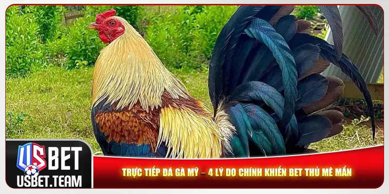 Trực Tiếp Đá Gà Mỹ – 4 Lý Do Chính Khiến Bet Thủ Mê Mẩn